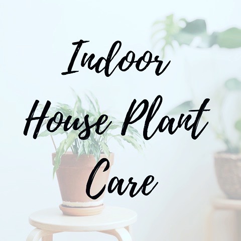 Indoor House Plant Care
