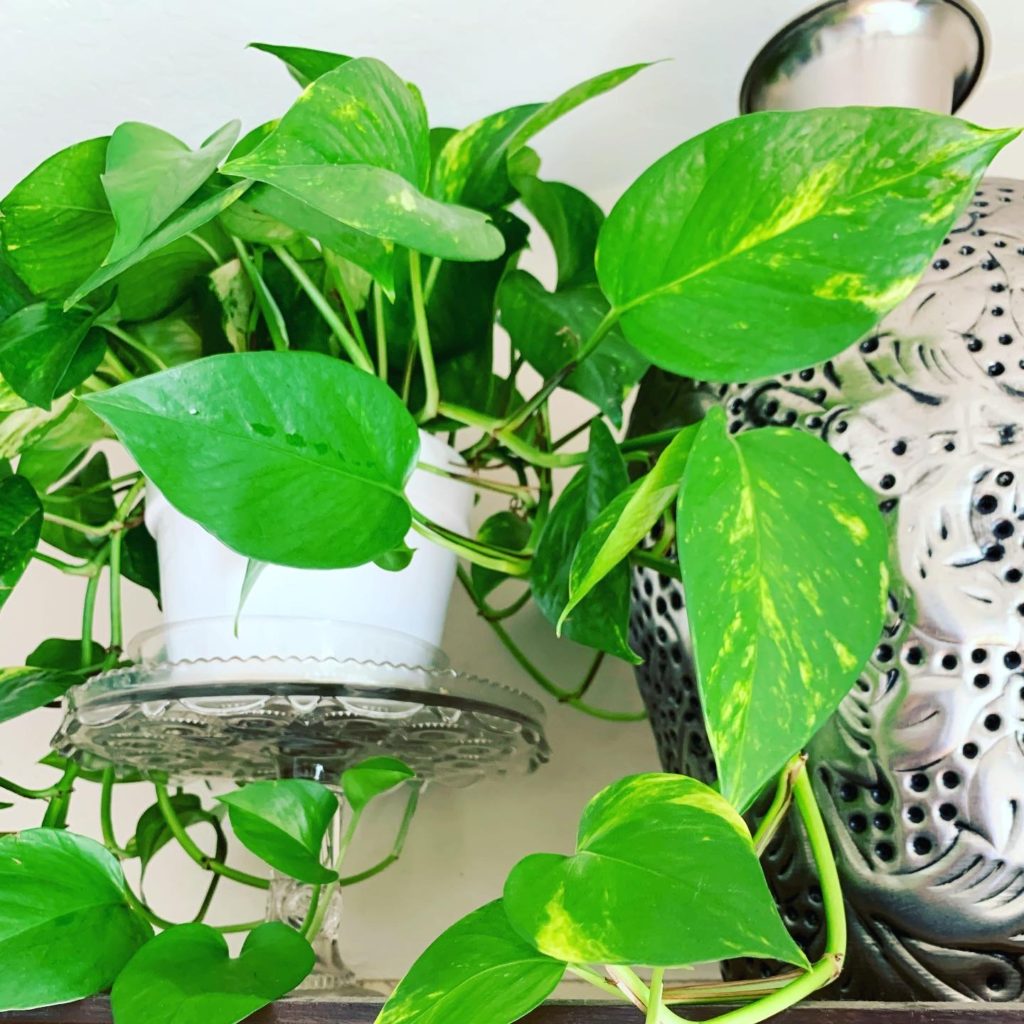 Indoor House Plant Care